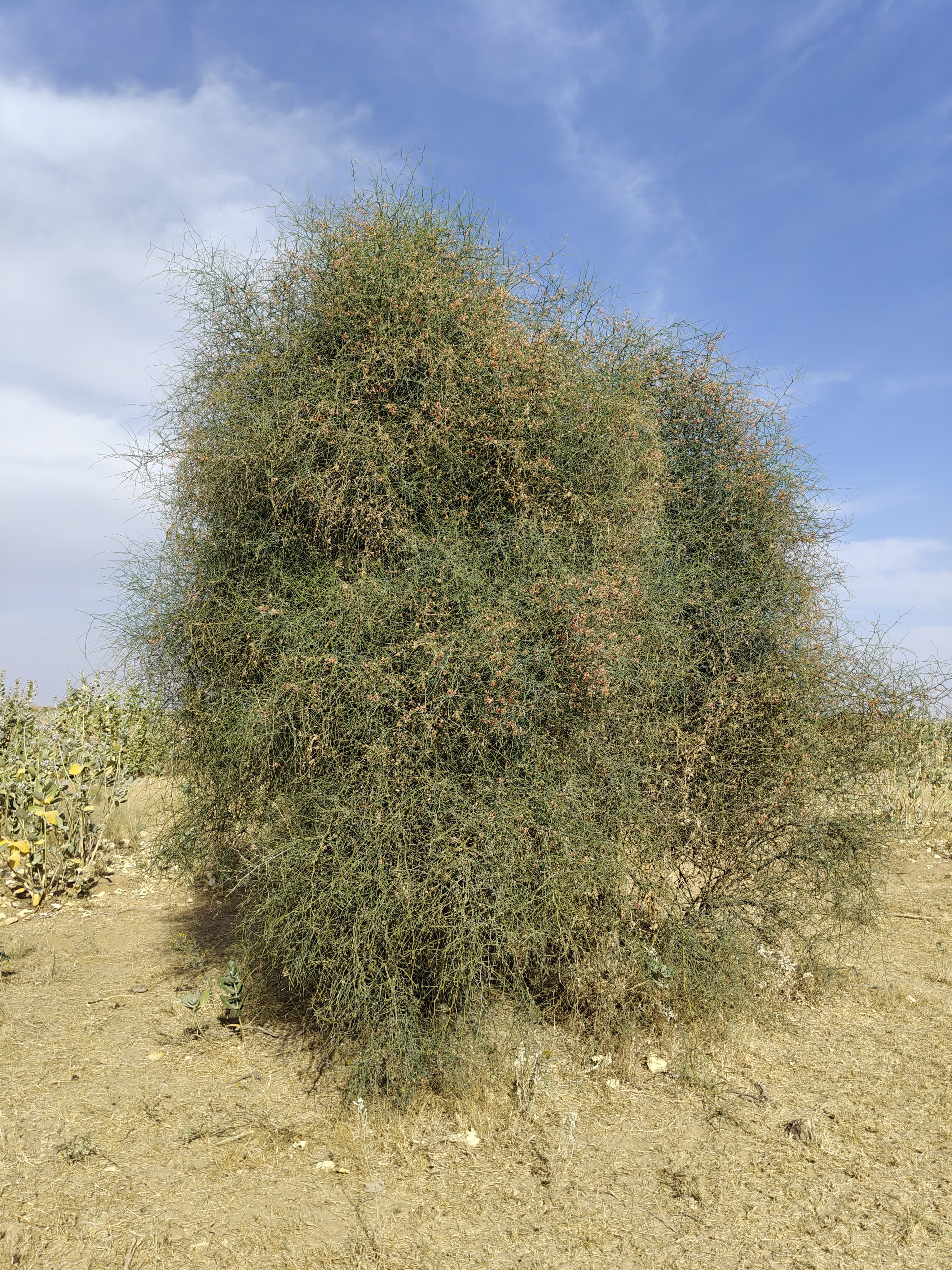 Compensatory Afforestation